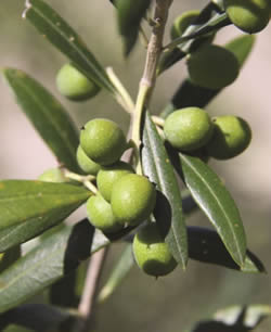 Olive Garden Harvest